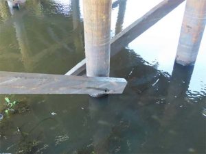 Underside of the bridge showing wooden cross-bracing between vertical support piles, with clear signs of joint deterioration and possible rot.