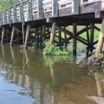 Bridge foundation showing vegetation and debris accumulated around multiple timber piles, indicating blockage and possible scour or obstruction.