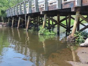 Bridge foundation showing vegetation and debris accumulated around multiple timber piles, indicating blockage and possible scour or obstruction.