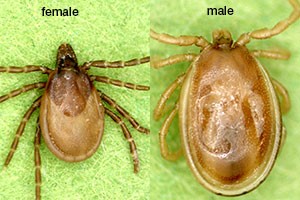 male and female woodchuck ticks